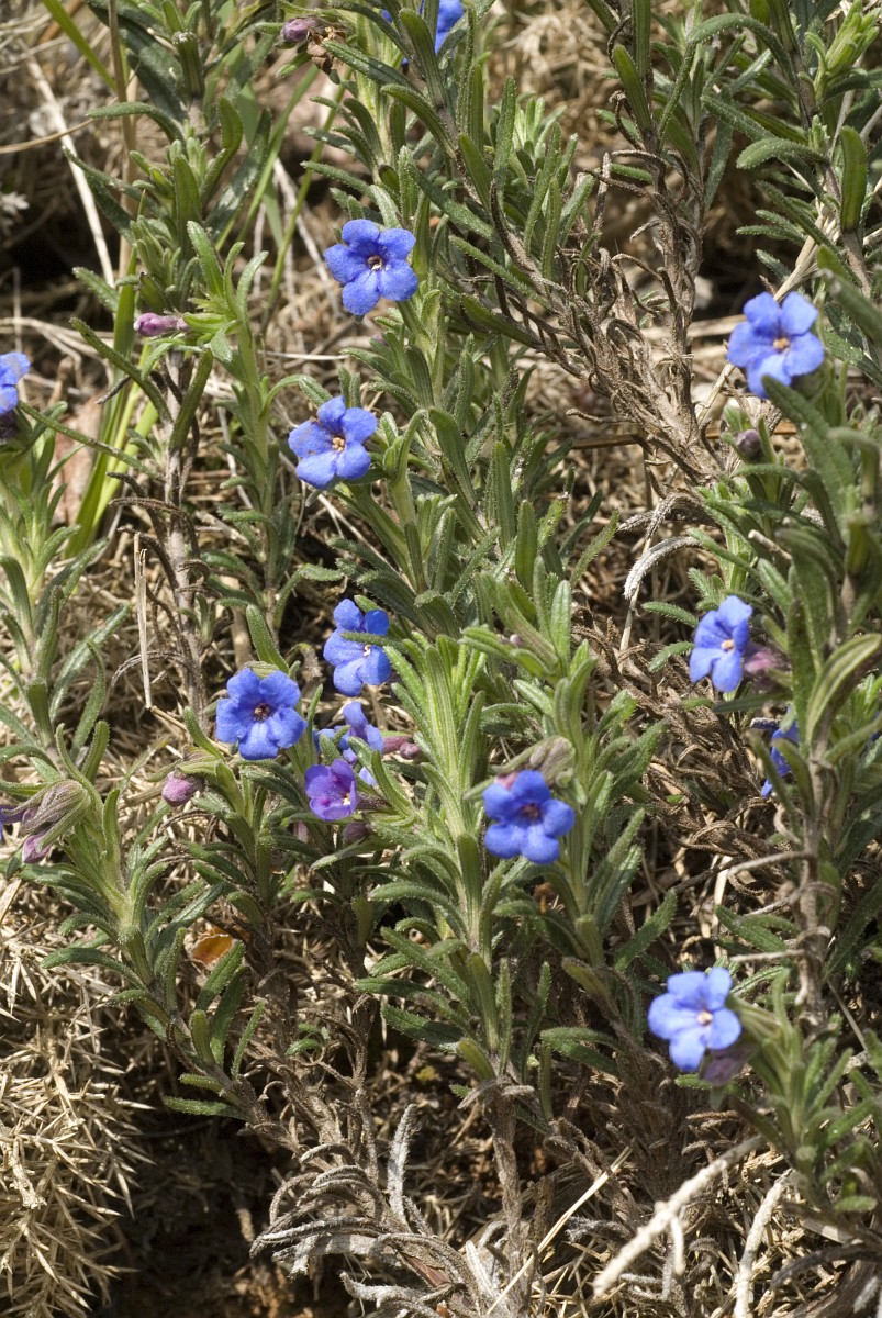 Natrlicher Hintergrund Der Blauen Frhlingsblumen Lithodora